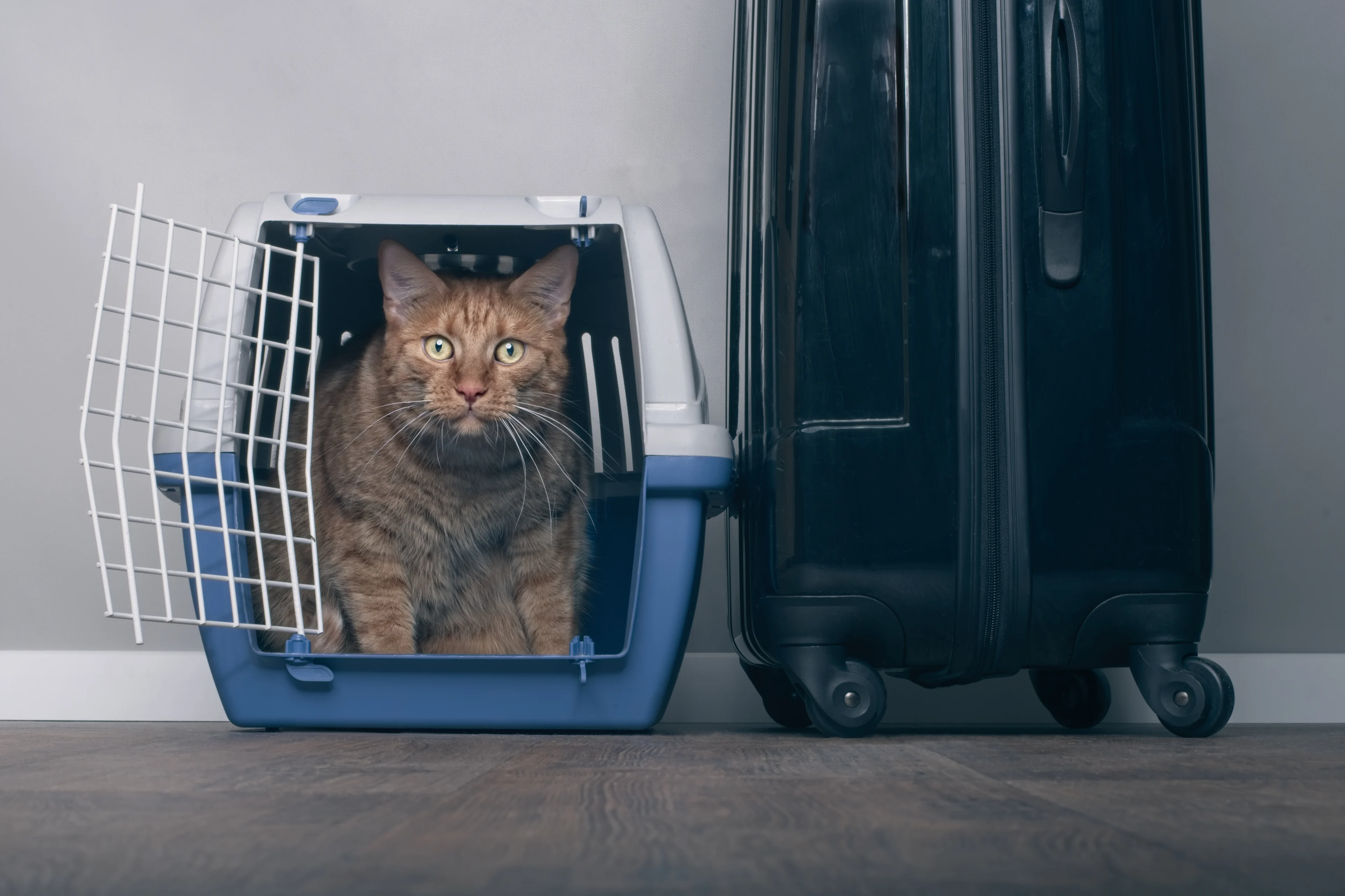 A ginger cat in a pet carrier with the door open, on the ground next to a suitcase