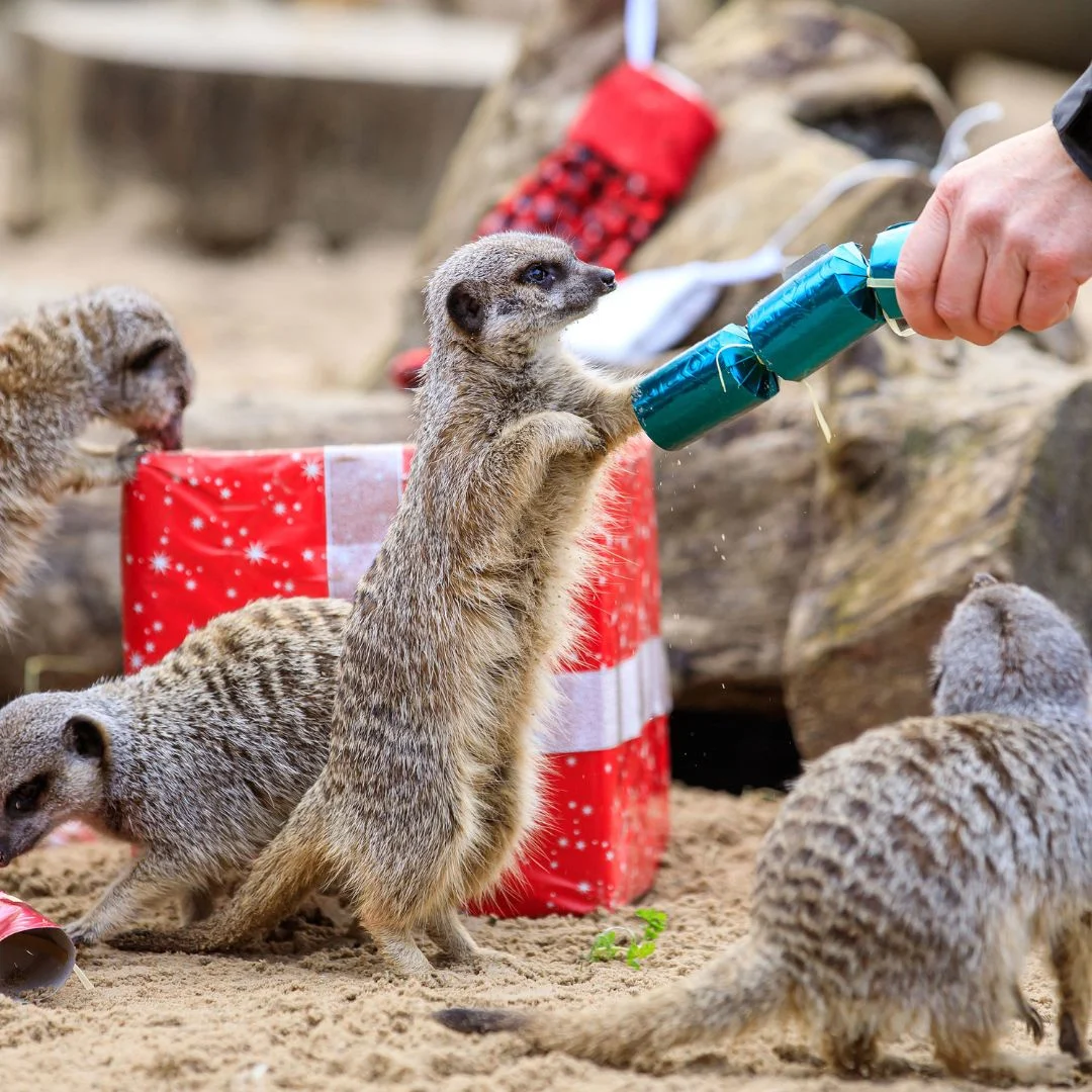 Meerkats in a zoo surrounded by Christmas presents, one is standing up and pulling a Christmas cracker being held by a person just out of view. 